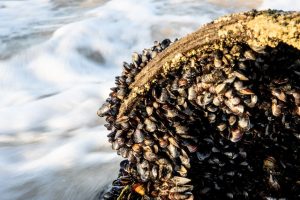 Les moules quagga envahissent le Léman : une crise écologique qui coûte cher aux Romands