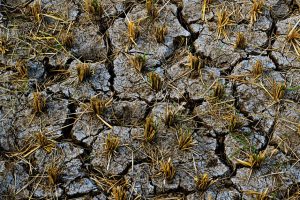 Politique agricole 2030 : Berne mise sur l’autonomie, les paysans demeurent sceptiques