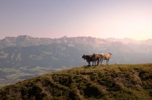 Alpages en détresse: la sécheresse pousse les éleveurs romands à l’abandon anticipé