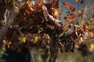 Viticulture romande en débâcle : quand les vignerons demandent une aide psychologique d’urgence